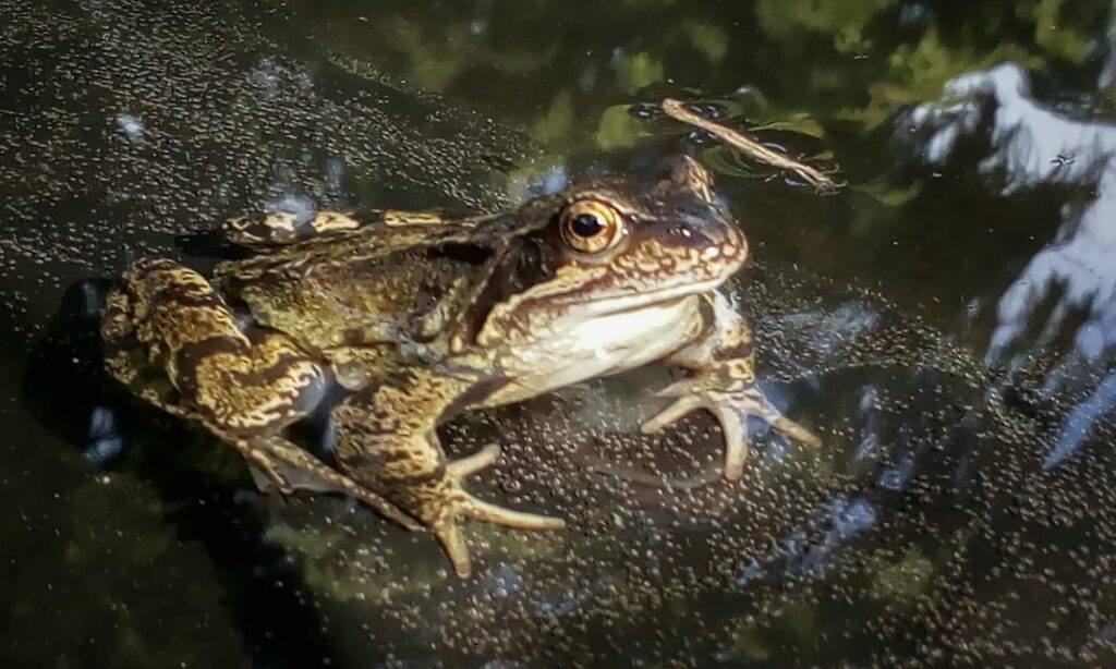 water in de tuin bron van leven amfibieën kikkers padden salamanders adders ringslang libelles vogelbad drinkplek voor insecten