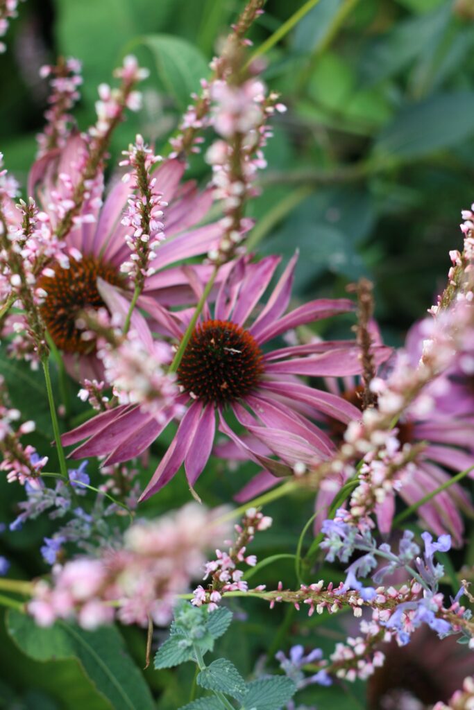 mooie bloemrijke borders in tuin van jerry hovenier en tuinontwerp