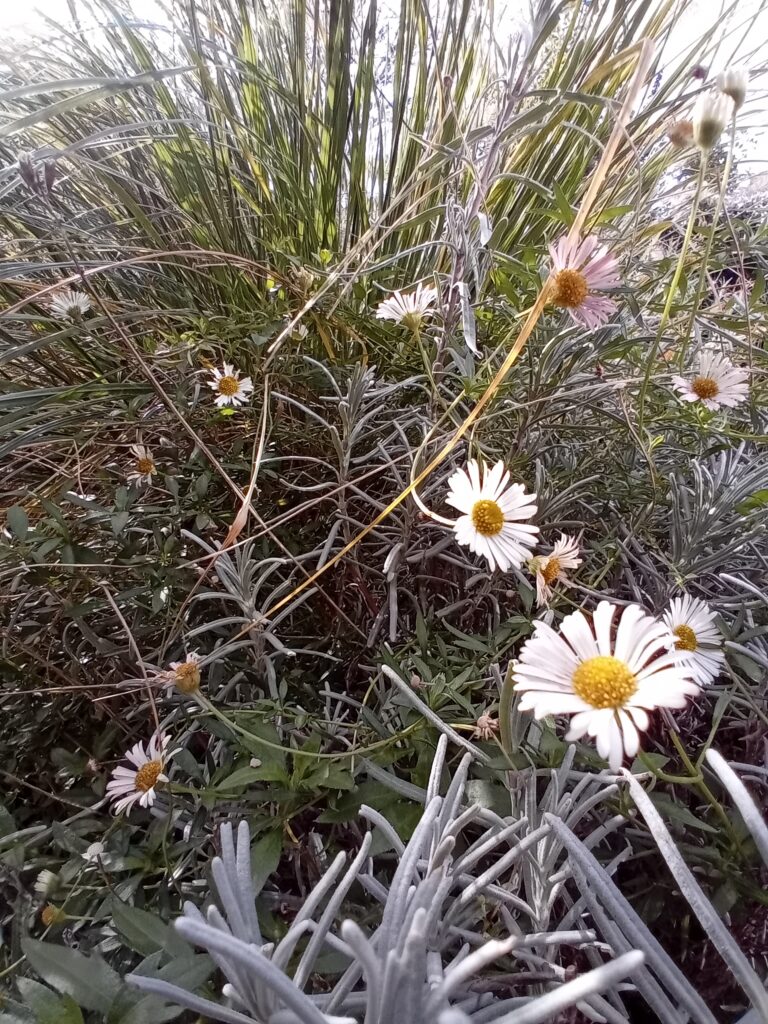 tuinontwerp en aanleg van nieuwe achtertuin in Amersfoort door ecologisch duurzaam en circulair hoveniersbedrijf "een tuin van jerry" uit Amersfoort