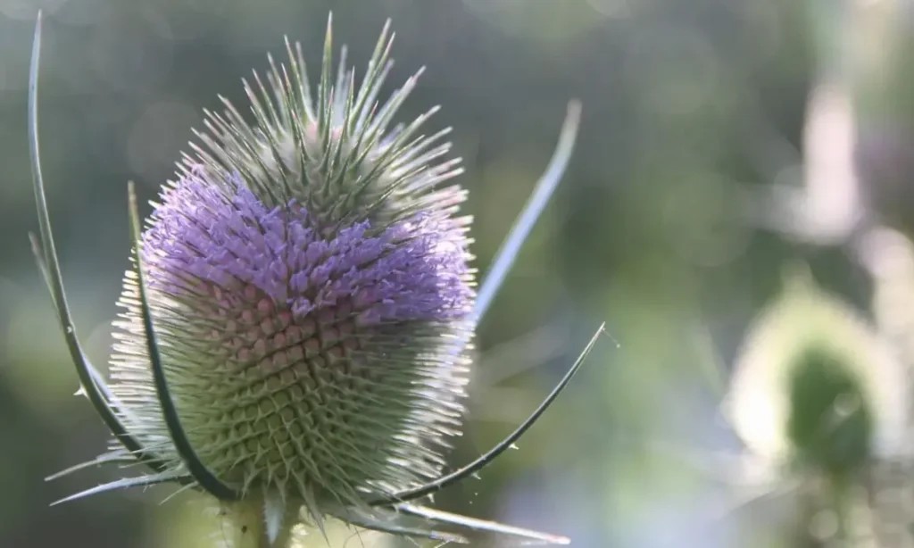 kaardebol in natuurlijke ecologische tuin
