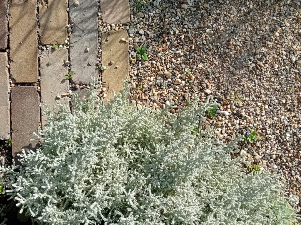 circulaire biodiverse stadstuin in utrecht ontwerp en aanleg hoveniersbedrijf een tuin van jerry amersfoort