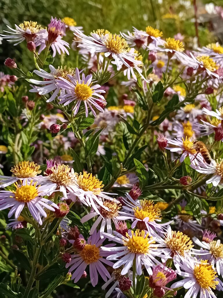circulaire biodiverse stadstuin in utrecht ontwerp en aanleg hoveniersbedrijf een tuin van jerry amersfoort
