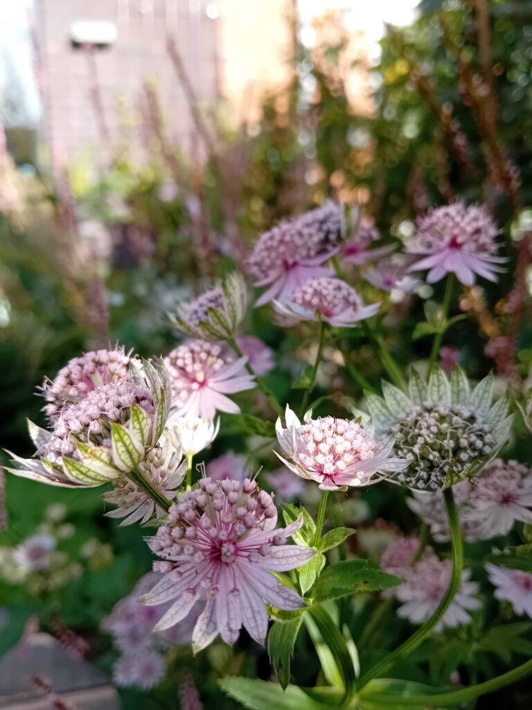 weelderige natuurlijke circulaire biodiverse stadstuin in utrecht ontwerp en aanleg hoveniersbedrijf een tuin van jerry amersfoort