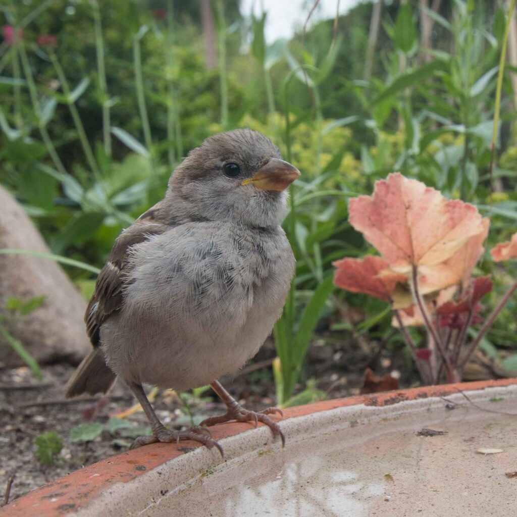 Vogels in de tuin mus mees vogelvriendelijke tuin roodborstje merel
