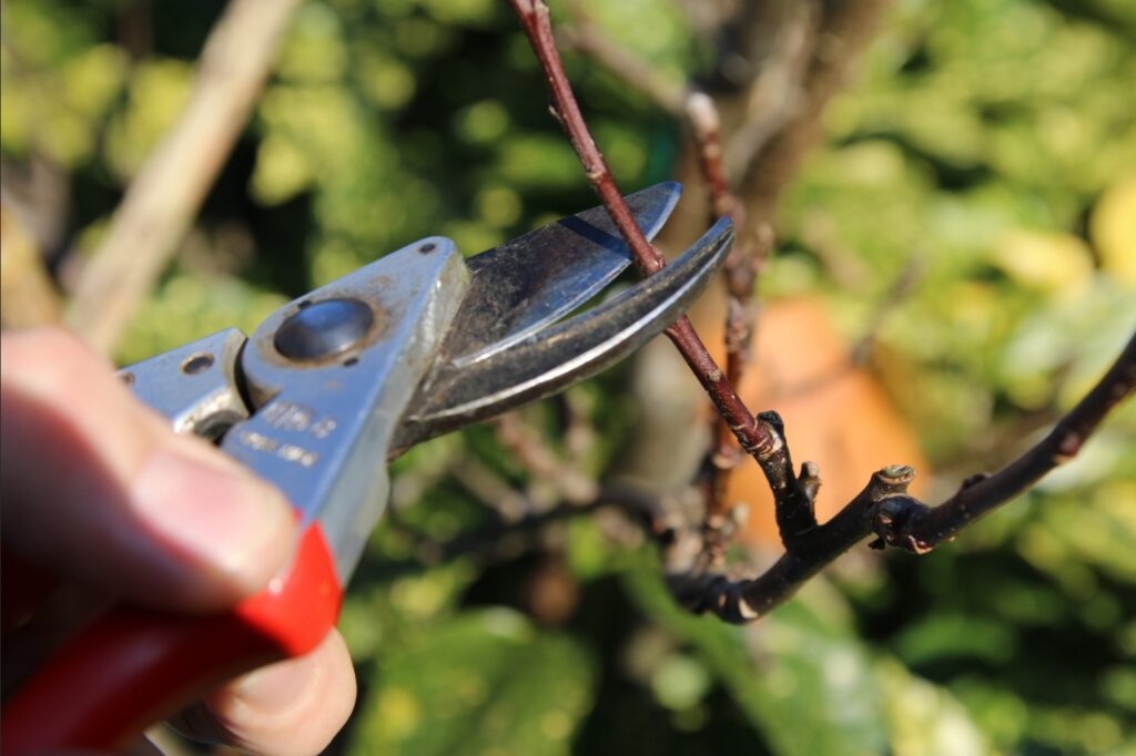 het snoeien van een appelboom hoe doe je dat